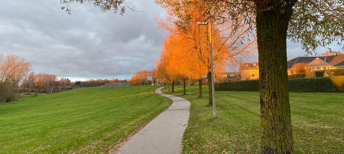 Foto af en asfalteret sti med grønt græs omkring og orange trætoppe, fordi solen lyser efterårets trækroner op.