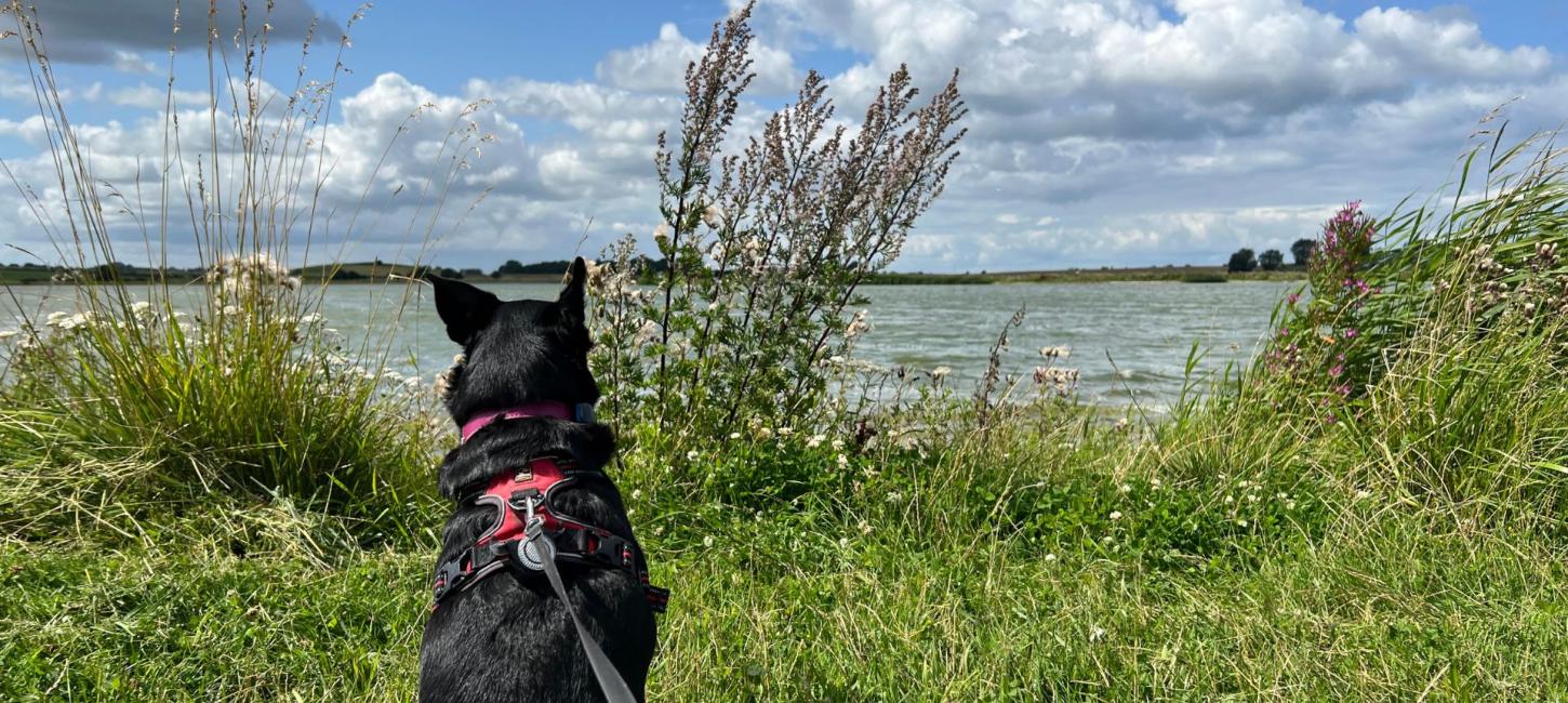 Hund i snor ved Sybergland med græs og sø i baggrunden.